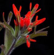 Castilleja hispida - Harsh Paintbrush 15-8061